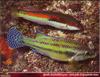 Mediterranean Rainbow Wrasse (Coris julis) & Peacock Wrasse (Symphodus tinca)