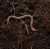 Earthworm