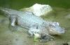 Alligator