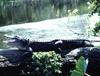 Alligator