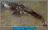 Alligator