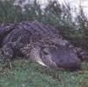 Alligator