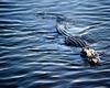 Alligator