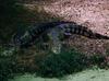 Alligators