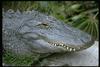 Alligator