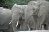 African Elephants (Loxodonta africana)