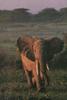 African Elephant (Loxodonta africana)