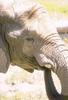 African Elephant (Loxodonta africana)