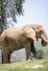 African Elephant (Loxodonta africana)