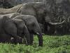 African Elephants (Loxodonta africana)