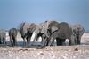 African Elephants (Loxodonta africana)