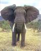 African Elephant (Loxodonta africana)