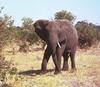 African Elephant (Loxodonta africana)