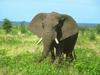 African Elephant (Loxodonta africana)