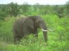 African Elephant (Loxodonta africana)