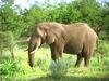 African Elephant (Loxodonta africana)