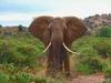 African Elephant (Loxodonta africana)