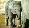 African Elephant (Loxodonta africana) calf