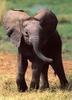 African Elephant (Loxodonta africana) calf