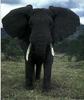 African Elephant (Loxodonta africana)