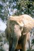 African Elephant (Loxodonta africana)