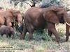 African Elephants (Loxodonta africana)