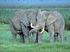 African Elephants (Loxodonta africana)