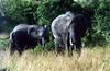 African Elephants (Loxodonta africana)