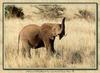 African Elephants (Loxodonta africana)