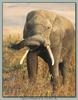 African Elephant (Loxodonta africana)