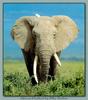 African Elephant (Loxodonta africana)