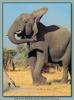 African Elephant (Loxodonta africana)