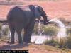 African Elephant (Loxodonta africana)