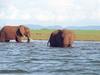 African Elephants (Loxodonta africana)