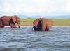 African Elephants (Loxodonta africana)