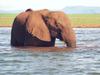 African Elephant (Loxodonta africana)