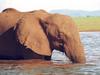 African Elephant (Loxodonta africana)