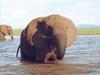 African Elephant (Loxodonta africana)