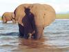 African Elephant (Loxodonta africana)