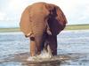 African Elephant (Loxodonta africana)