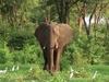 African Elephant (Loxodonta africana)