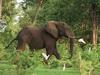 African Elephant (Loxodonta africana)