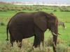 African Elephant (Loxodonta africana)
