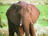 African Elephant (Loxodonta africana)
