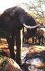 African Elephant (Loxodonta africana)