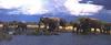 African Elephants (Loxodonta africana)