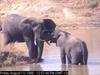 African Elephants (Loxodonta africana) mother and calf