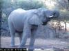 African Elephant (Loxodonta africana)