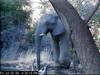 African Elephant (Loxodonta africana)