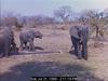 African Elephants (Loxodonta africana)
